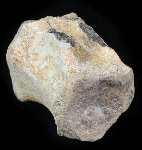 Thescelosaurus? Vertebrae - Aguja Formation, Texas #31721